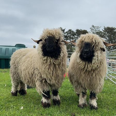 Glampods Glamping Pod - Meet Highland Cows And Sheep Elgin Villa Eksteriør billede