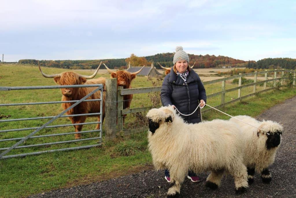 Glampods Glamping Pod - Meet Highland Cows And Sheep Elgin Villa Eksteriør billede