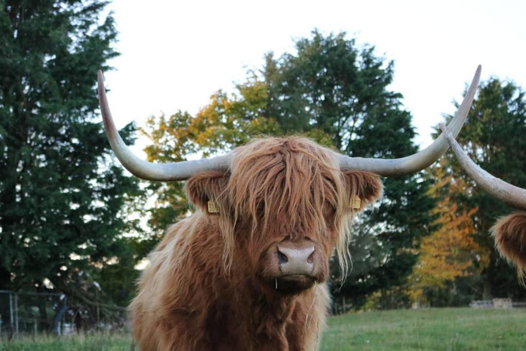 Glampods Glamping Pod - Meet Highland Cows And Sheep Elgin Villa Eksteriør billede