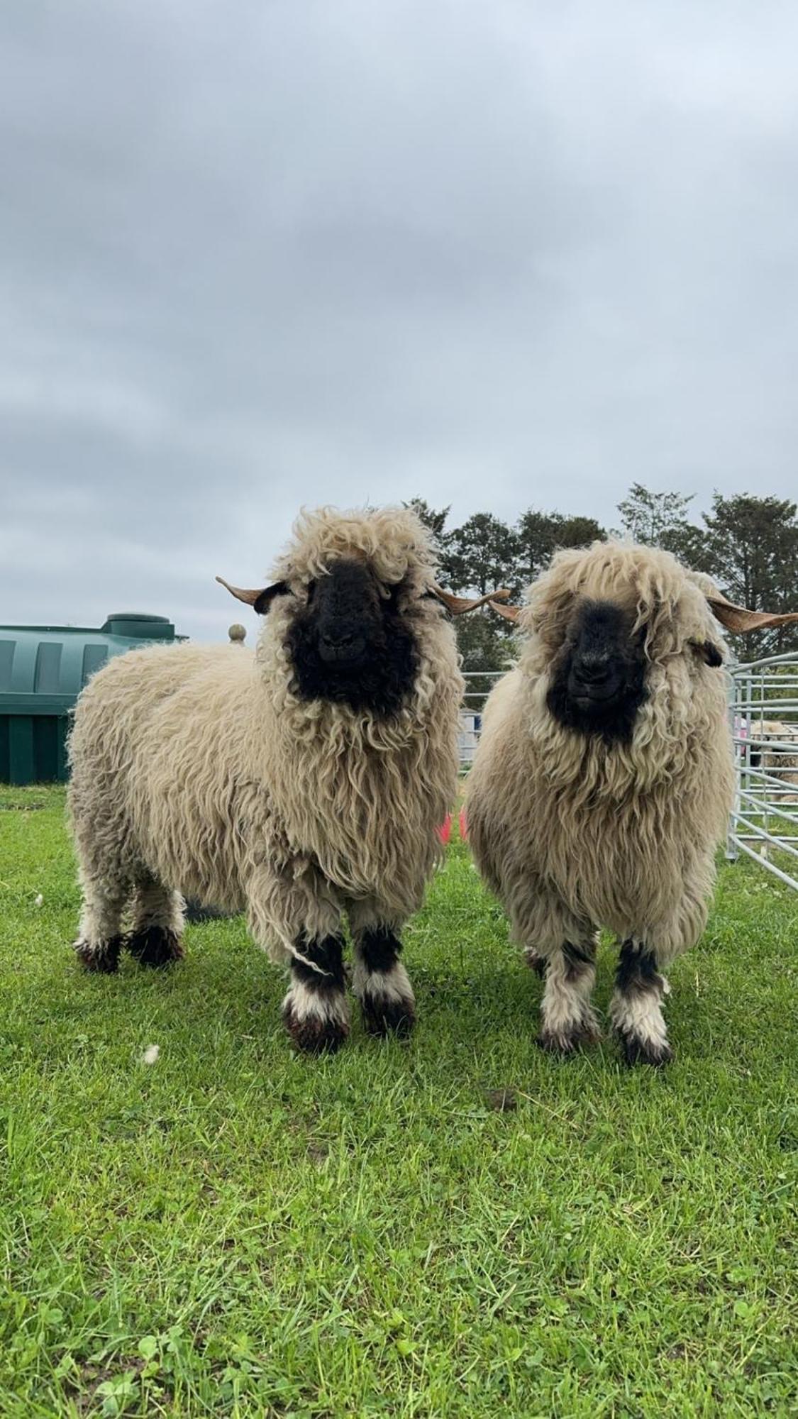Glampods Glamping Pod - Meet Highland Cows And Sheep Elgin Villa Eksteriør billede